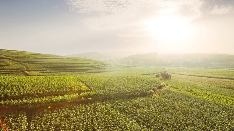 A tobacco field is illuminated by the sun.